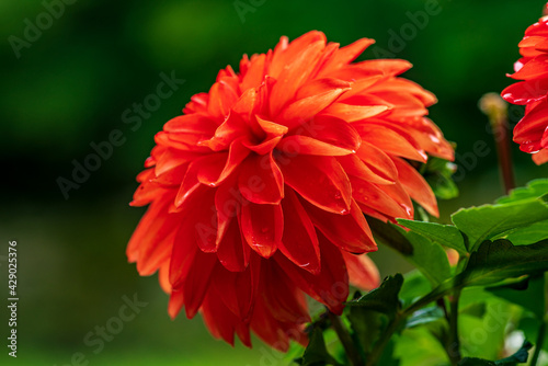 Close up of one single vibrant red Dahlia flower in sunlight