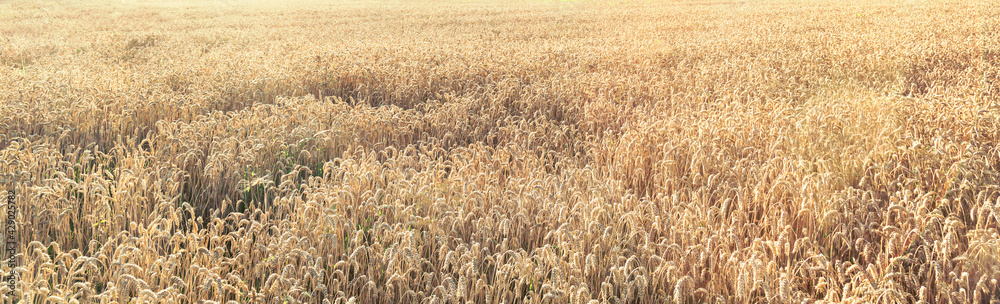 A field of ripe wheat with sun rays A field of ripe wheat with sun rays