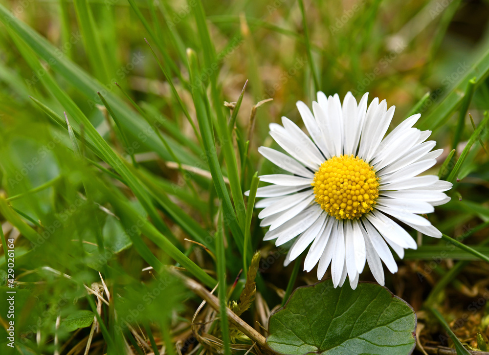 kleines Gänseblümchen