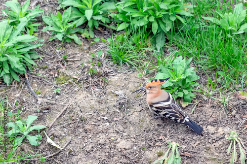 Hoopoe in the garden. They are colourful birds found across Africa, Asia, and Europe, notable for their distinctive crown of feathers.