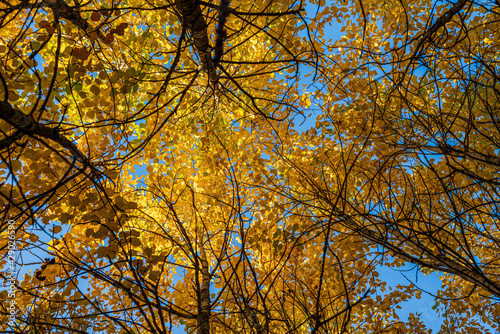 Low angle view of tree canopies with vibrant yellow leaves