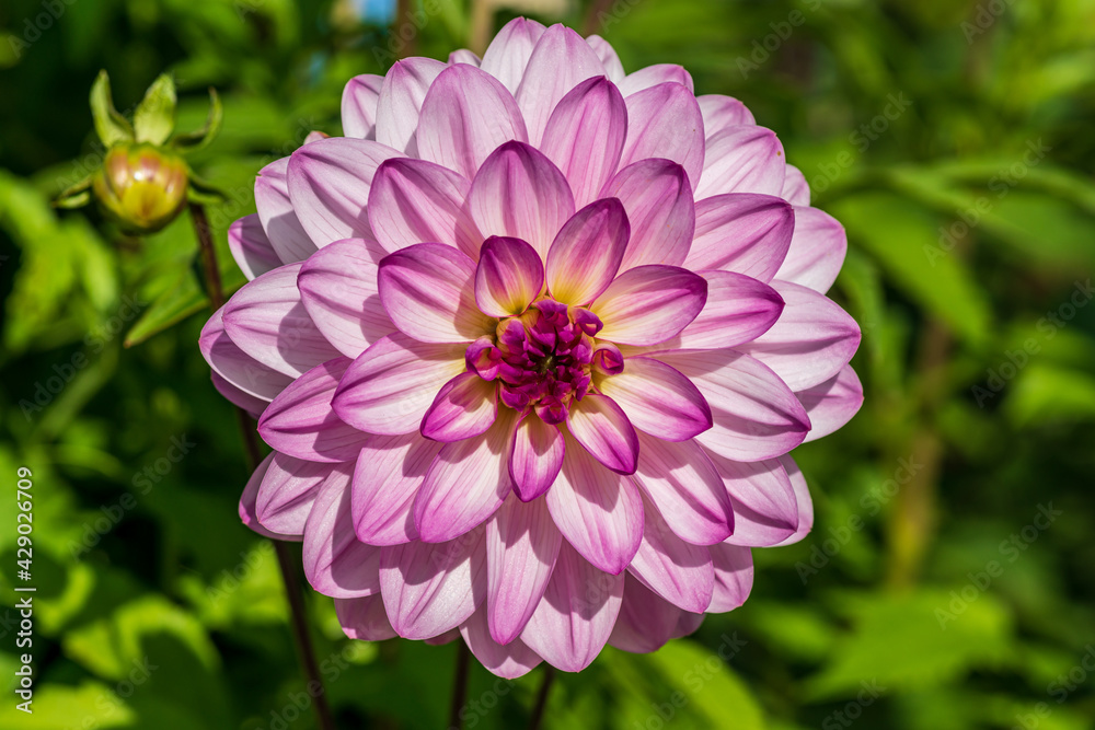 One single pink Dahlia flower in bright sunlight One single pink Dahlia flower in bright sunlight