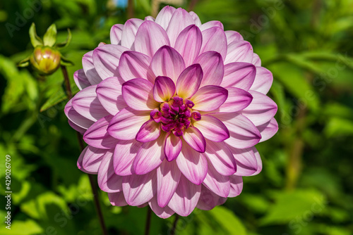 One single pink Dahlia flower in bright sunlight