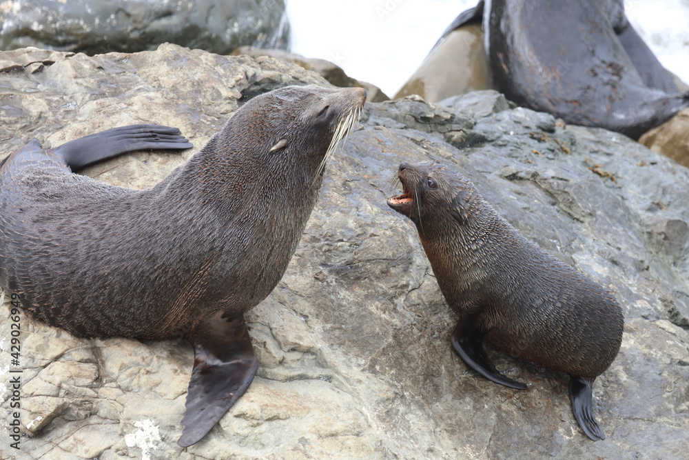 Fototapeta premium Neuseeländischer Seebär / New Zealand fur seal / Arctocephalus forsteri.