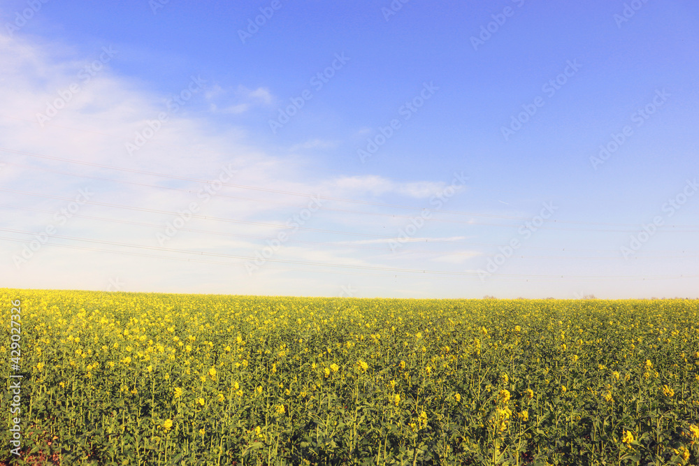 A fantastic agricultural landscape with a yellow rape field in bloom. Shropshire, England, United Kingdom.