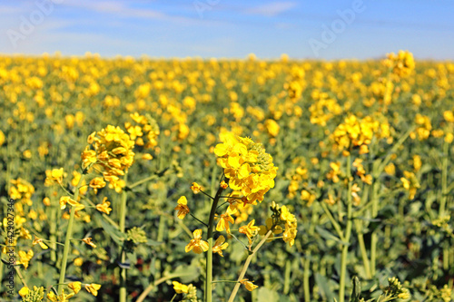 A close-up of some yellow rape flowers in bloom during the British spring. Shropshire, England, United Kingdom. 