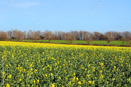 A fantastic agricultural landscape with a yellow rape field in bloom and trees during a sunny day. British spring. Shropshire, England, United Kingdom.  © Lorena Tempera
