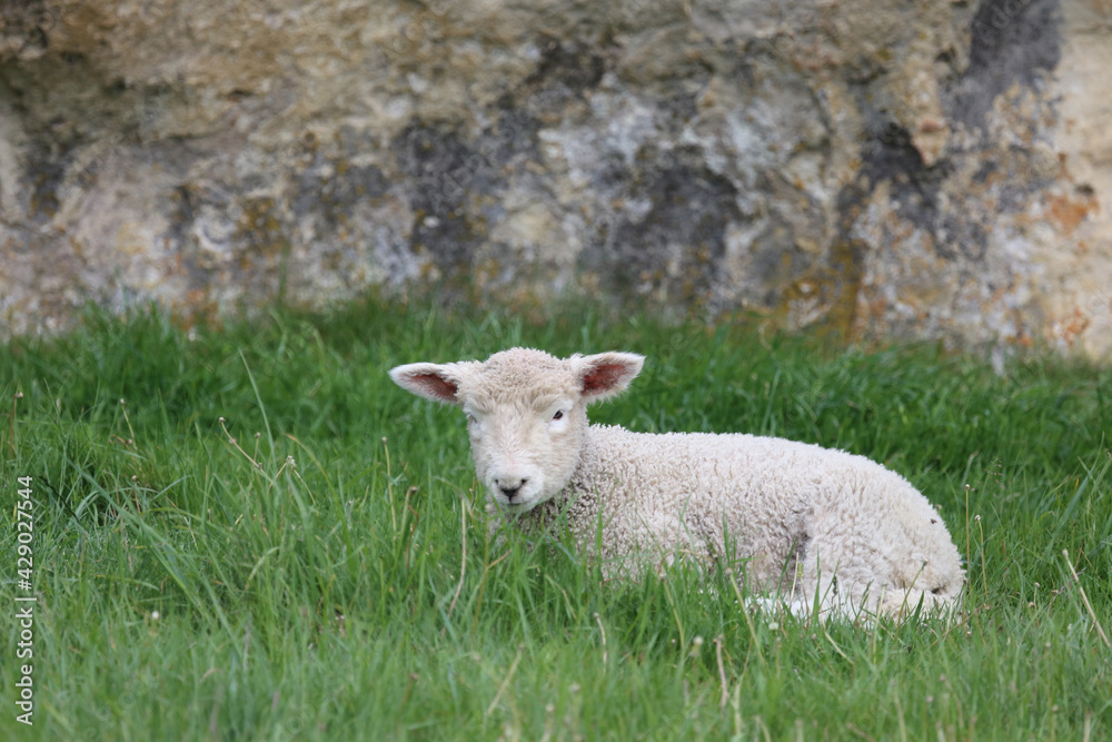 Obraz premium Romneyschaf / Romney sheep / Ovis.