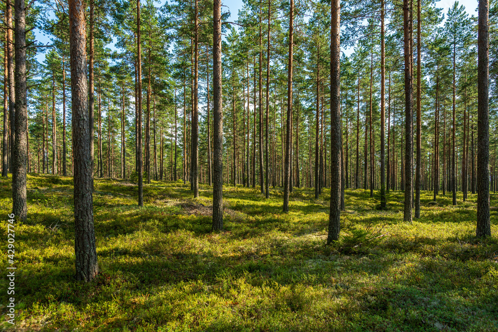 Obraz premium Summer view of a beautiful pine forest in Sweden