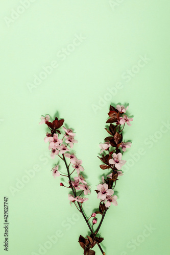 spring background with fresh flower on green © Rodica Ciorba