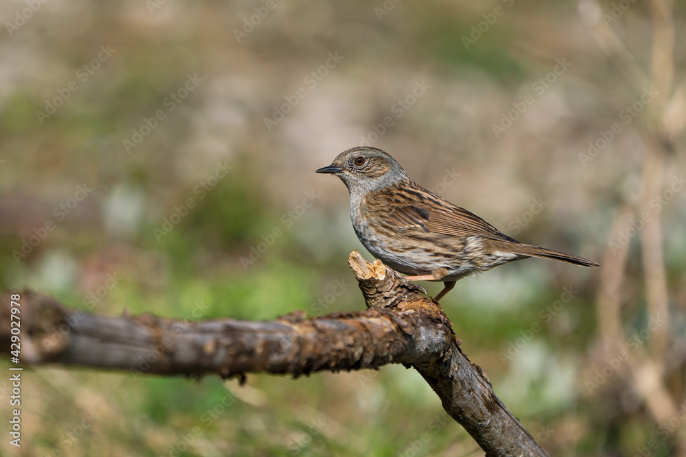 Side view of a dunnock bird sitting on a dry branch with blurred background Side view of a dunnock bird sitting on a dry branch with blurred background