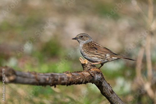 Side view of a dunnock bird sitting on a dry branch with blurred background