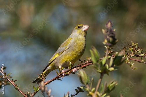 Side view of european greenfinch bird sitting on a twig with fresh leaves looking to the right 