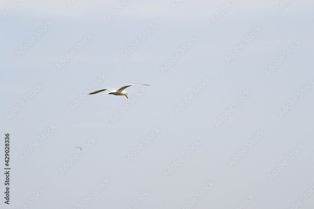 lone seagull in the blue sky