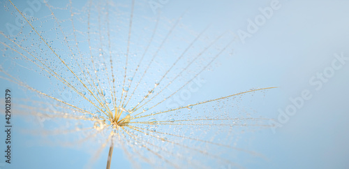 dandelion with dew drops on the background of the sky, natural background