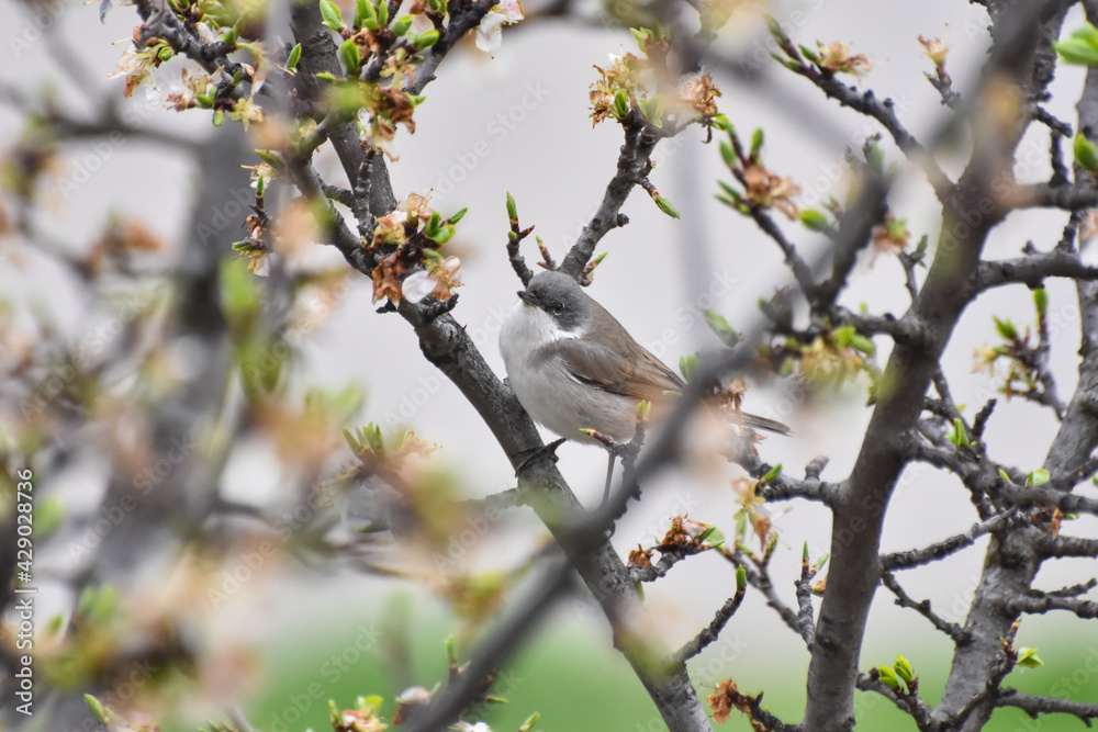 Wild lesser whitethroat or Sylvia curruca in a bloomed tree branch 