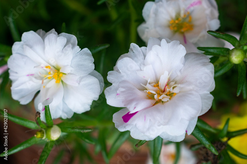 white and yellow flowers close up