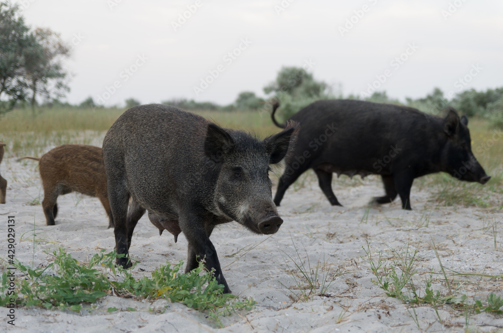 Wild boar Sus scrofa animal family with baby boars walking along the sandy beach Wild boar Sus scrofa animal family with baby boars walking along the sandy beach