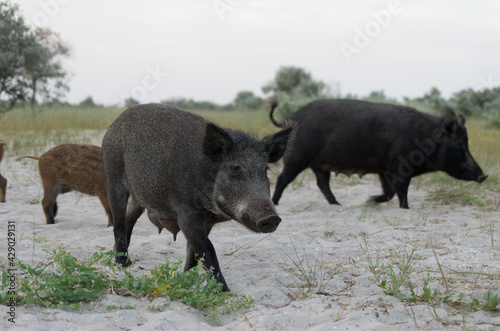 Wild boar Sus scrofa animal family with baby boars walking along the sandy beach