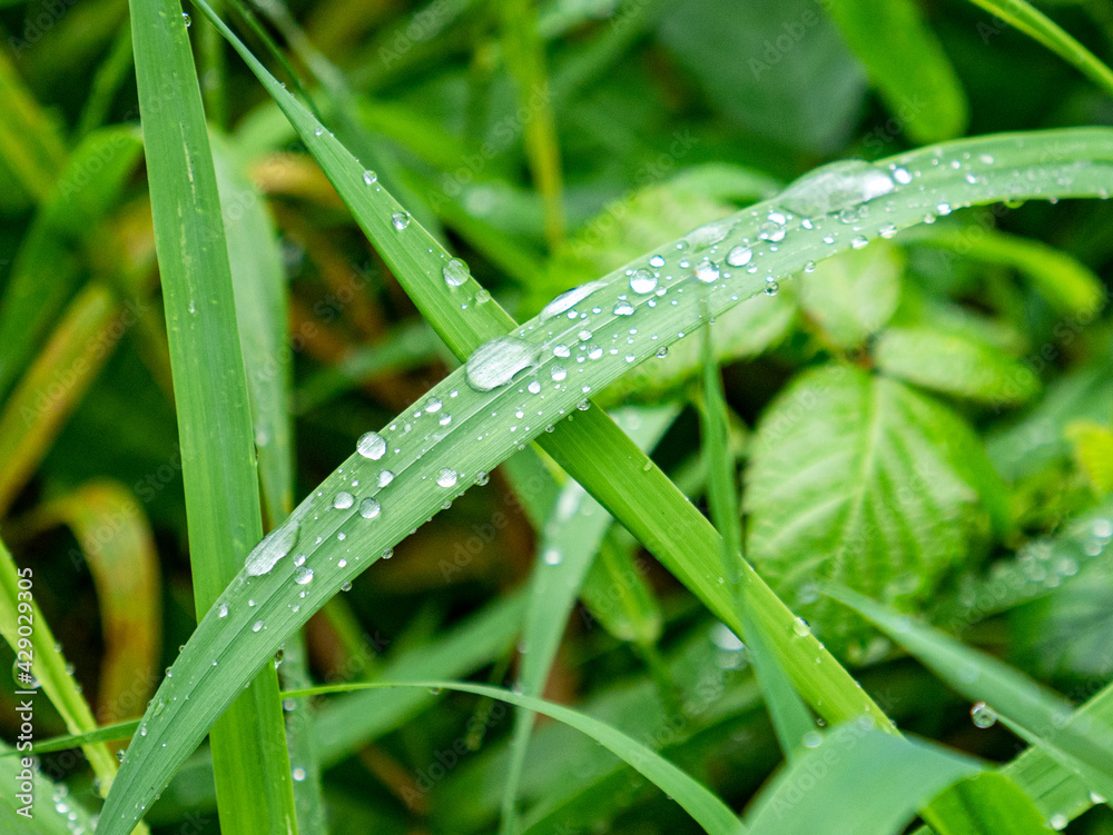 Transparent drops of water on green leaves of grass plant Transparent drops of water on green leaves of grass plant