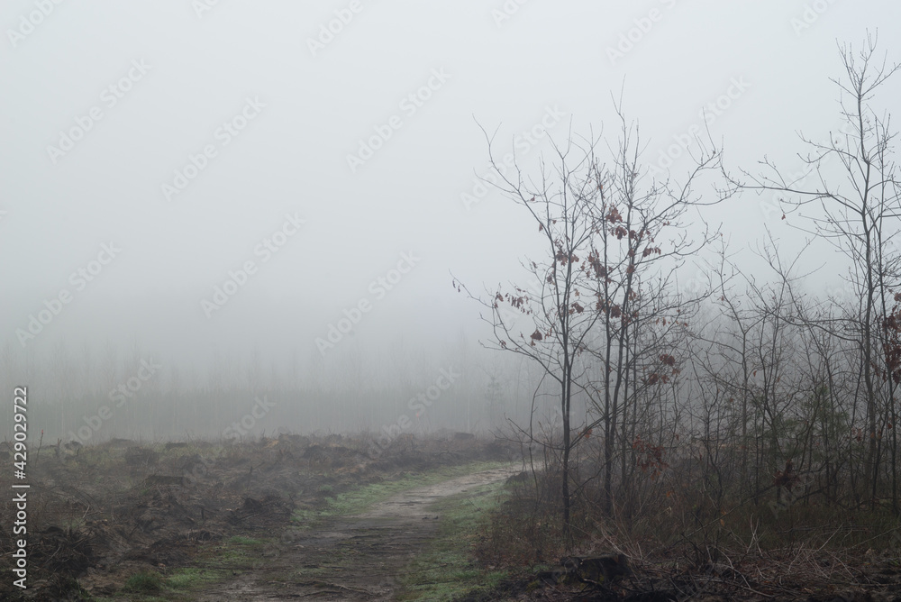 clearing in forest on foggy morning clearing in forest on foggy morning