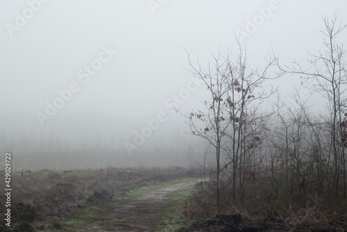 clearing in forest on foggy morning