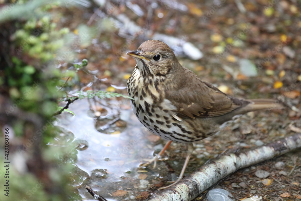 Singdrossel / Song thrush / Turdus philomelos. Singdrossel / Song thrush / Turdus philomelos.