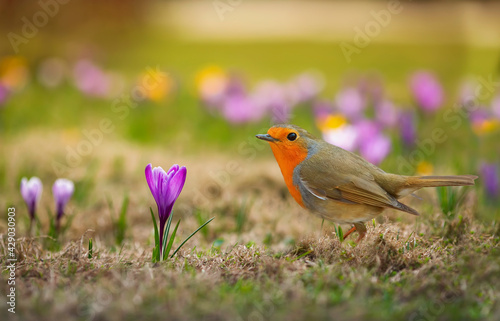 bird of the robin walks among the beautiful snowdrops of crocuses in the spri...