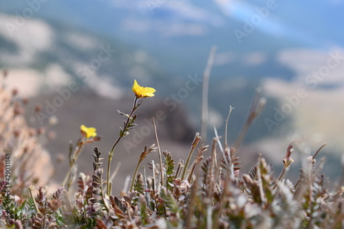 flowers in the field