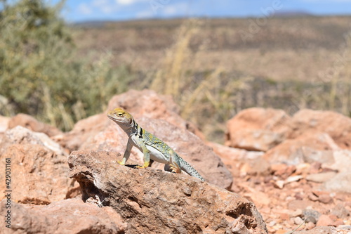 lizard on the rocks
