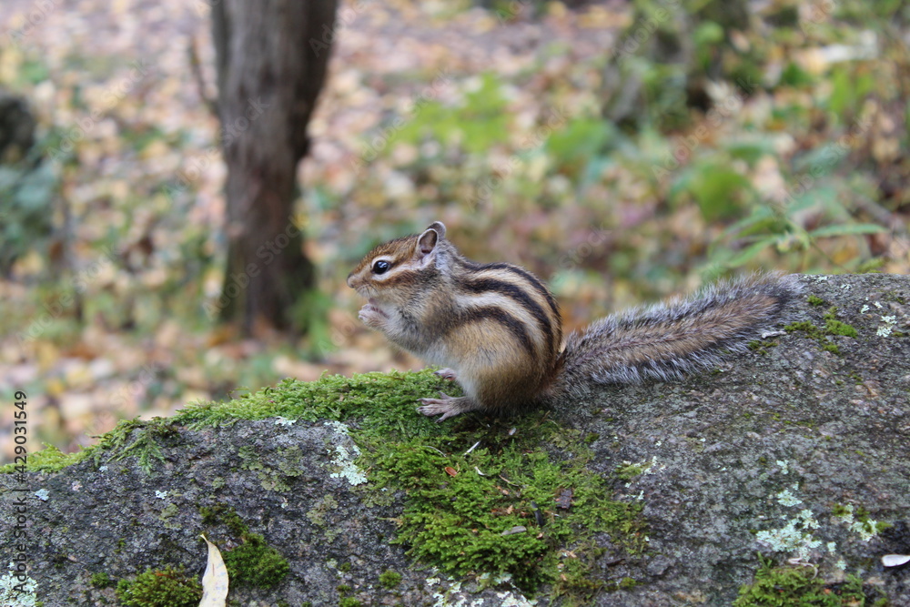 Obraz premium Funny fluffy chipmunk nibbles seeds in autumn on a stone with moss