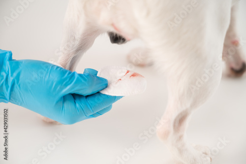 Fotografía Menstruation in a dog