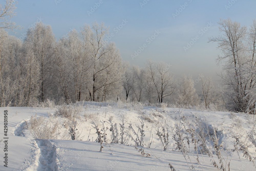 Winter forest and a path in the frost covered with frost against a clear blue sky Winter forest and a path in the frost covered with frost against a clear blue sky
