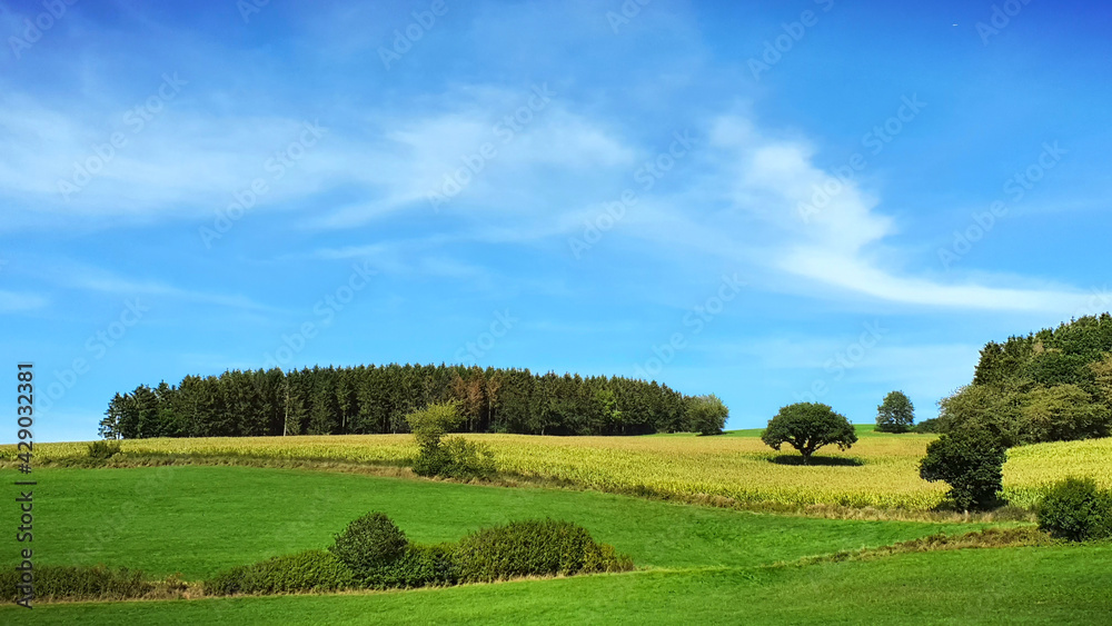 Green spring field with trees and blue sky.
