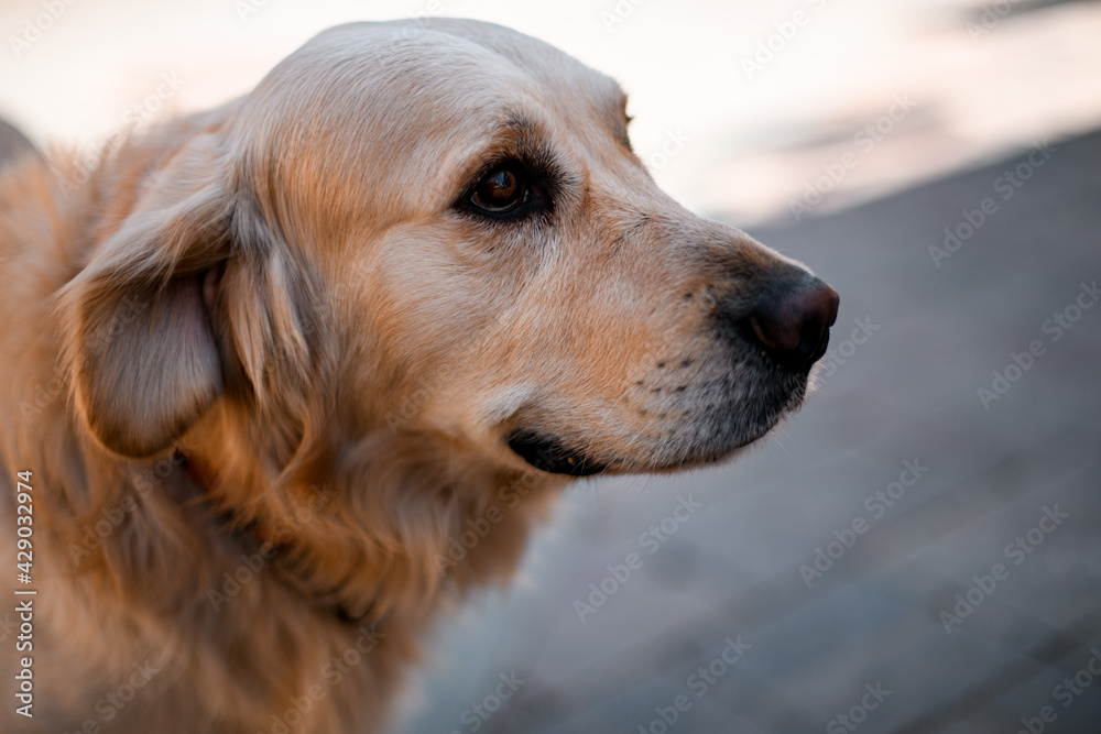 Portrait of cute shaggy mixed breed dog on the street