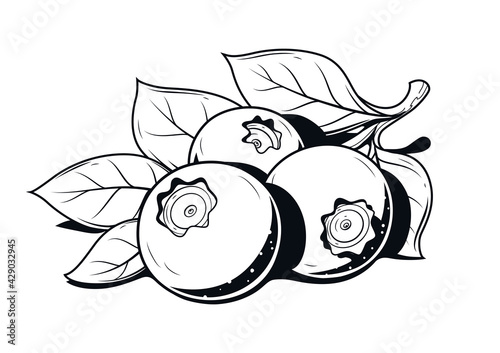 Blueberries. Blackberry Ripe fresh berry. Useful fruit. Eps10