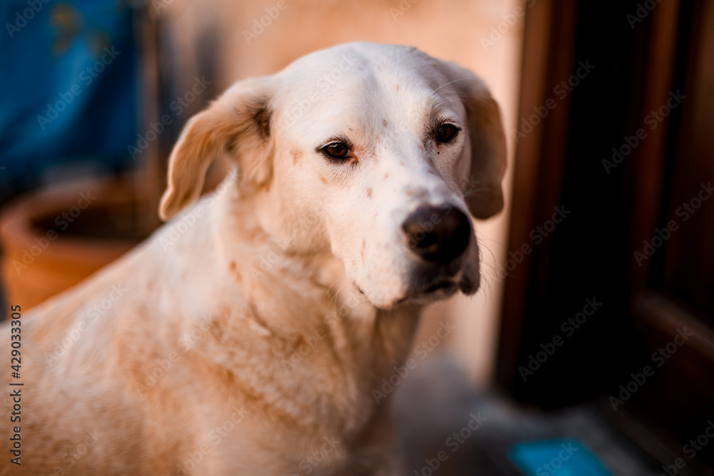 view of head of stray dog of mixed breed on the street view of head of stray dog of mixed breed on the street