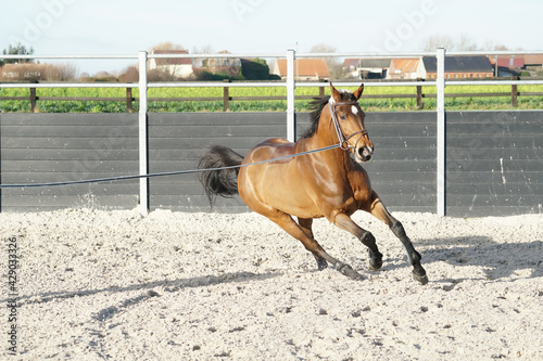 warmblood mare excited during lunging in winter photo