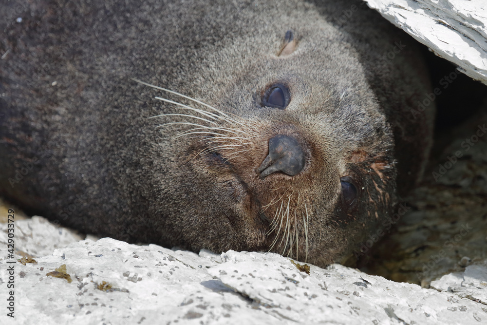 Neuseeländischer Seebär / New Zealand fur seal / Arctocephalus forsteri Neuseeländischer Seebär / New Zealand fur seal / Arctocephalus forsteri