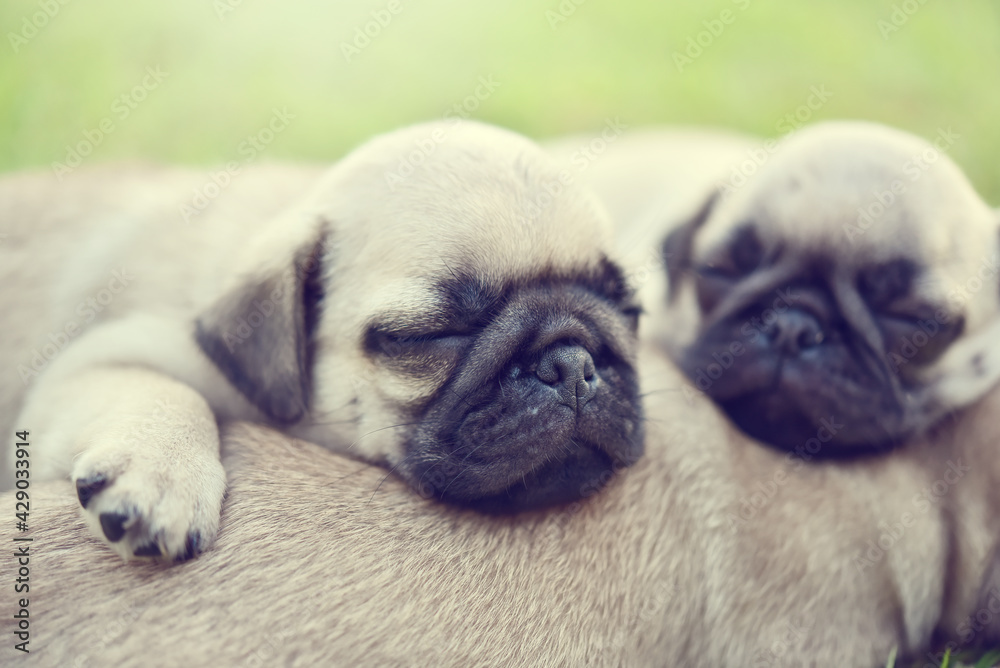 Sleeping Pug, little cute brown Pug sleeping together in green lawn