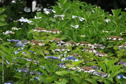 多摩川台公園の紫陽花（あじさい） 東急東横線・目黒線の多摩川駅前にある多摩川台公園は6月になると、たくさんのアジサイの花に埋め尽くされる。 