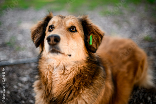 pretty shaggy stray mongrel dog in the park