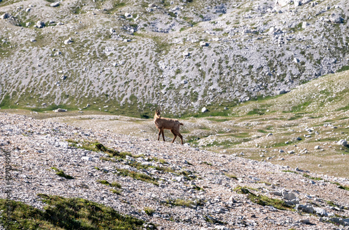  Rupicapra rupicapra  Chamois on the path to Monte Amaro in the Majella national park  mountain range of the Apennines. Maiella mountain massif  Abruzzo  L Aquila.