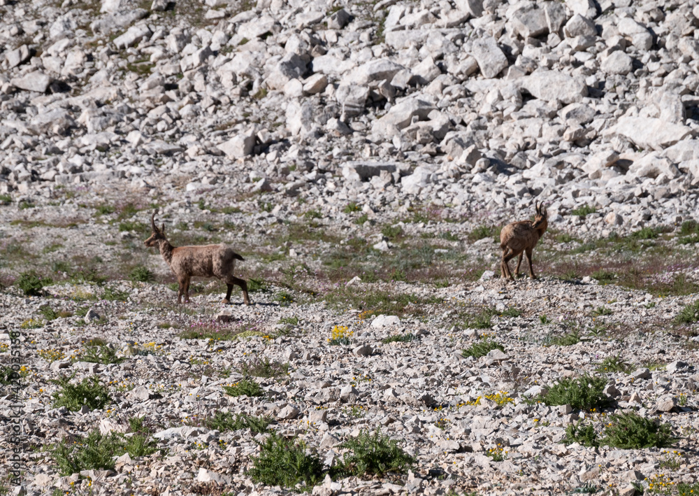 (Rupicapra rupicapra) Chamois on the path to Monte Amaro in the Majella national park, mountain range of the Apennines. Maiella mountain massif, Abruzzo, L'Aquila. (Rupicapra rupicapra) Chamois on the path to Monte Amaro in the Majella national park, mountain range of the Apennines. Maiella mountain massif, Abruzzo, L'Aquila.