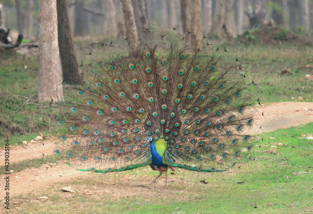 Obraz premium Beauty of south indian jungles 