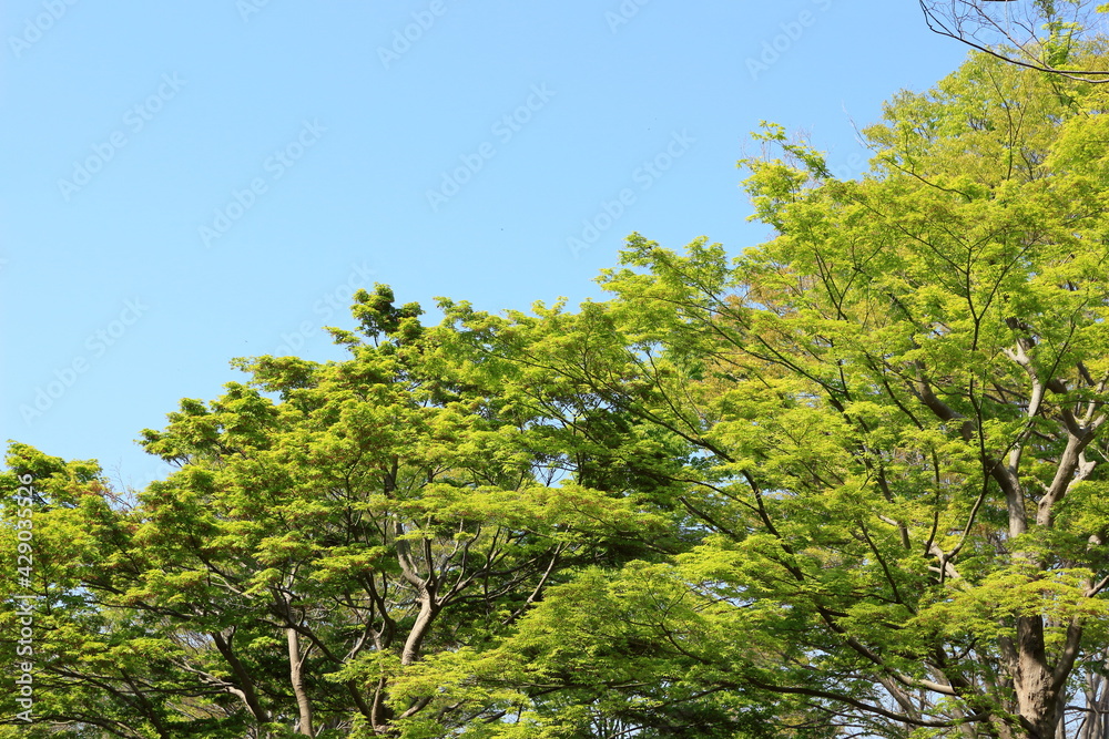 Fototapeta premium びわこ文化公園の木々