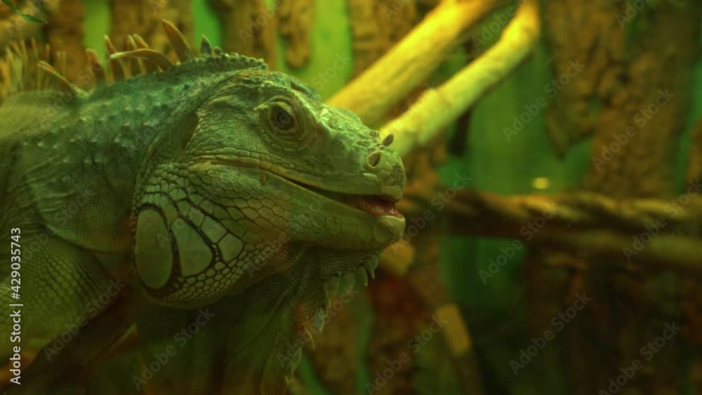 Common green iguana opened her mouth and looks around in camera Common green iguana opened her mouth and looks around in camera