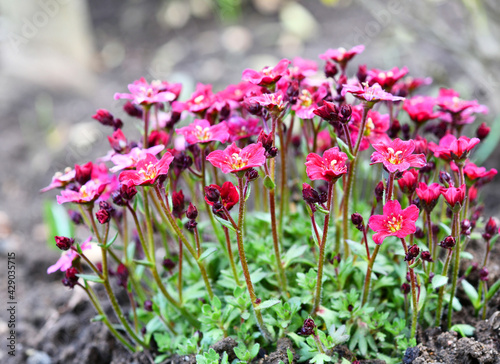 Wallpaper Mural Saxifraga rosacea Torontodigital.ca