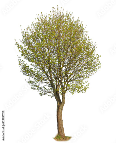Callery pear, known also as Pyrus calleryana, isolated tree on white background.