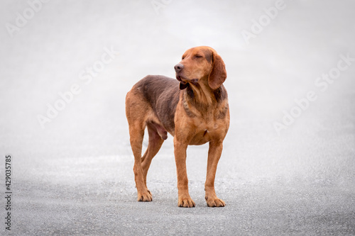 Brown dog posing outdoors with closed eyes. Isolated stand up sleeping hound. Funny nice lovely golden dog with eyes closed outdoor.
